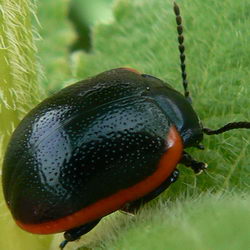 Chrysolina sanguinolenta